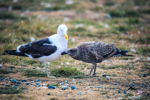 智利马格达莱纳岛上的海鸥 — 图库照片