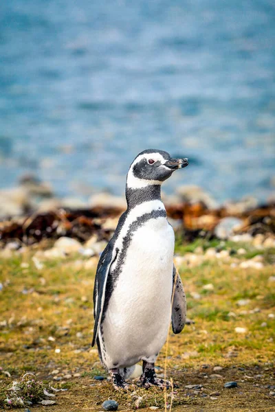 Pinguini Magellanici Nel Santuario Naturale Dell Isola Magdalena Cile Fotografia Stock