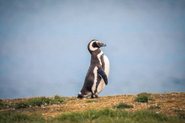 Şili 'deki Magdalena Adası' ndaki Doğal Sığınak 'taki Macellan penguenleri.