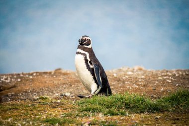 Şili 'deki Magdalena Adası' ndaki Doğal Sığınak 'taki Macellan penguenleri.