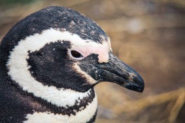 Şili 'deki Magdalena Adası' ndaki Doğal Sığınak 'taki Macellan penguenleri.