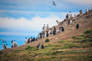 Doğal Magdalena Adası 'ndaki sahil şeridinde bir sürü Macellan pengueni, Şili