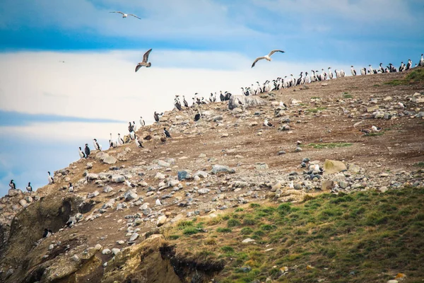 智利马格达莱纳岛自然保护区的海岸线上有许多马格达莱纳企鹅 — 图库照片