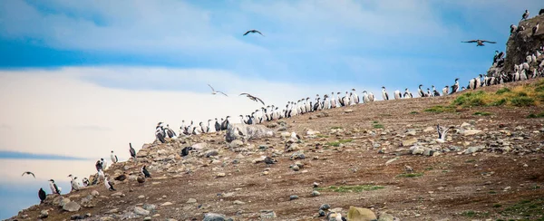 Litoral Reserva Natural Ilha Magdalena Com Muitos Pinguins Magalhães Chile — Fotografia de Stock