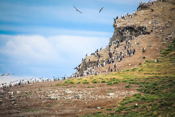 Partvonal Természetes Magdalena Sziget Rezervátum Sok Magellán Pingvinek Chile — Stock Fotó