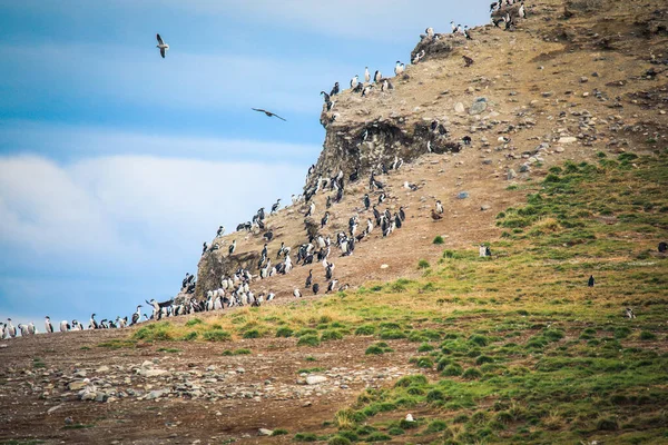Partvonal Természetes Magdalena Sziget Rezervátum Sok Magellán Pingvinek Chile — Stock Fotó