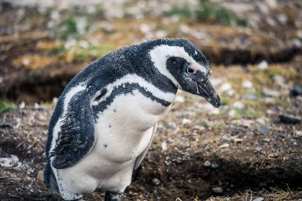 智利马格达莱纳岛上自然保护区内的麦哲伦企鹅 — 图库照片