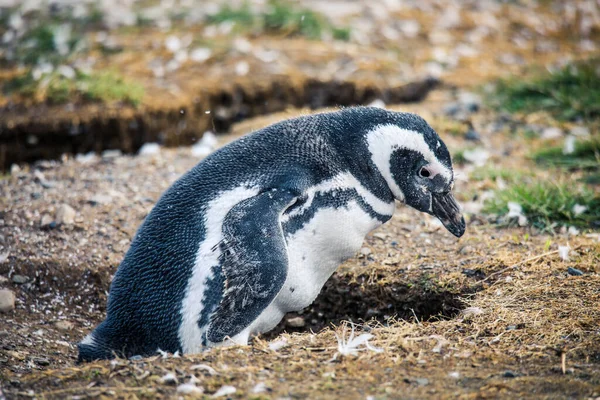 チリのマグダレナ島にある自然保護区のマゼランペンギン — ストック写真