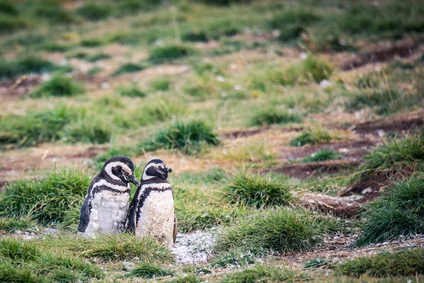 Magellanští Tučňáci Přírodní Svatyni Ostrově Magdalena Chile — Stock fotografie