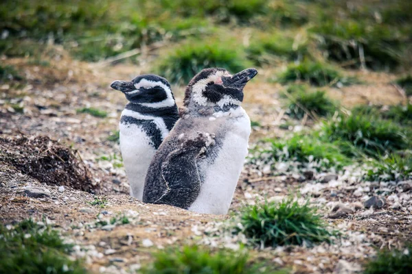 Los Pingüinos Magallánicos Santuario Natural Isla Magdalena Chile — Foto de Stock