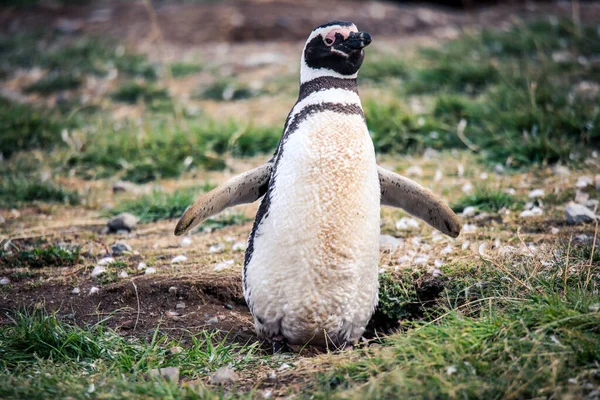 Pinguini Magellanici Nel Santuario Naturale Dell Isola Magdalena Cile — Foto Stock