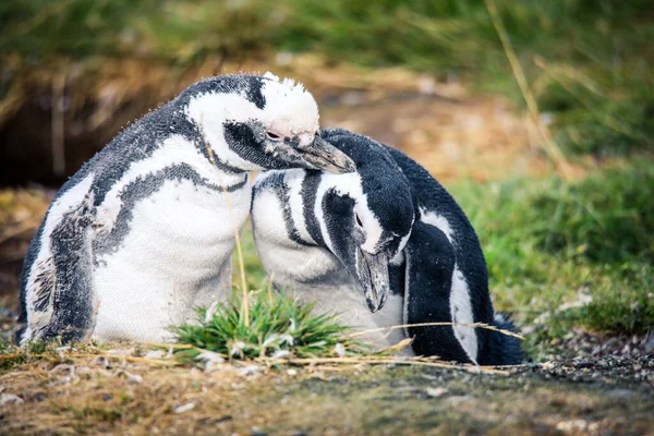 Pinguini Magellanici Nel Santuario Naturale Dell Isola Magdalena Cile — Foto Stock