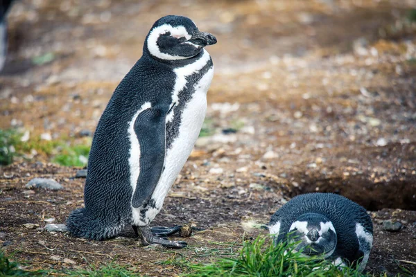 Pinguini Magellanici Nel Santuario Naturale Dell Isola Magdalena Cile — Foto Stock