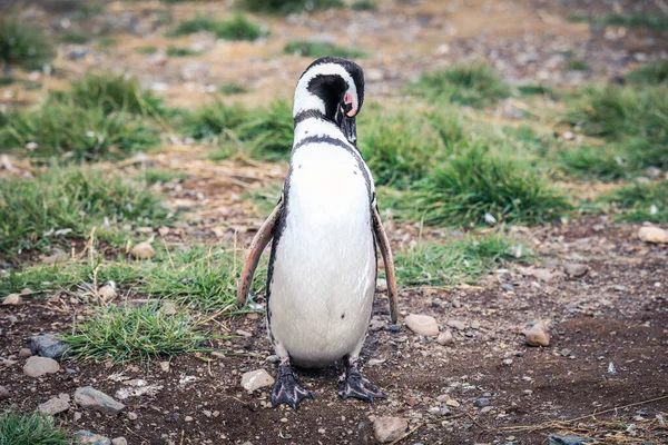 Pinguini Magellanici Nel Santuario Naturale Dell Isola Magdalena Cile — Foto Stock