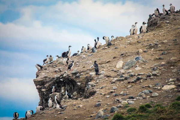 Береговая Линия Природном Острове Магдалена Заповедника Большим Количеством Магеллановых Пингвинов — стоковое фото