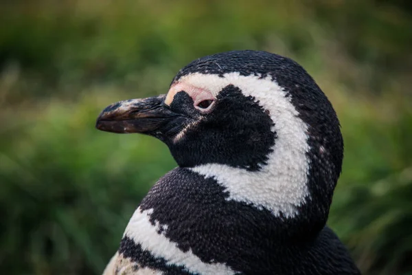 Pinguini Magellanici Nel Santuario Naturale Dell Isola Magdalena Cile — Foto Stock