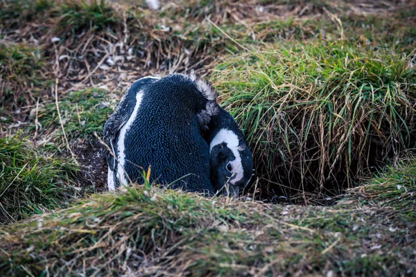 Magellanští Tučňáci Přírodní Svatyni Ostrově Magdalena Chile — Stock fotografie