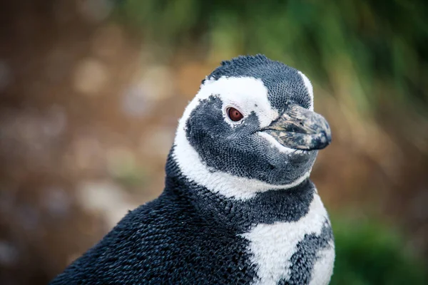 Los Pingüinos Magallánicos Santuario Natural Isla Magdalena Chile —  Fotos de Stock