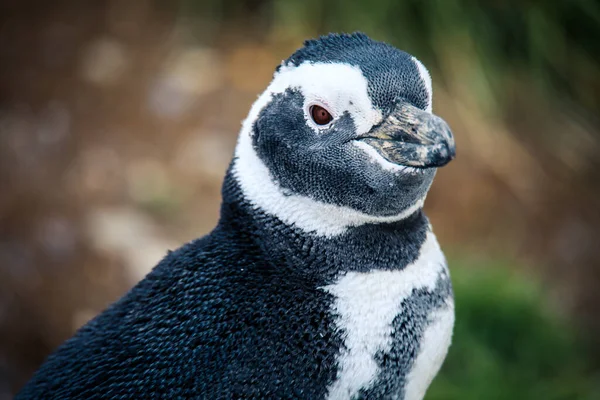 Pinguini Magellanici Nel Santuario Naturale Dell Isola Magdalena Cile — Foto Stock