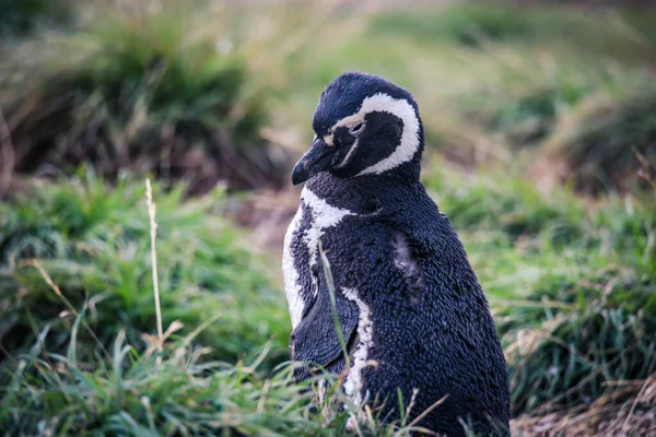 Magellán Pingvinek Természetes Szentélyben Magdalena Szigeten Chilében — Stock Fotó