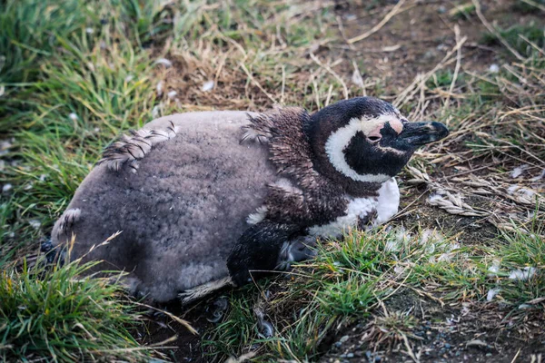 Магеллановы Пингвины Природном Заповеднике Острове Магдалена Чили — стоковое фото