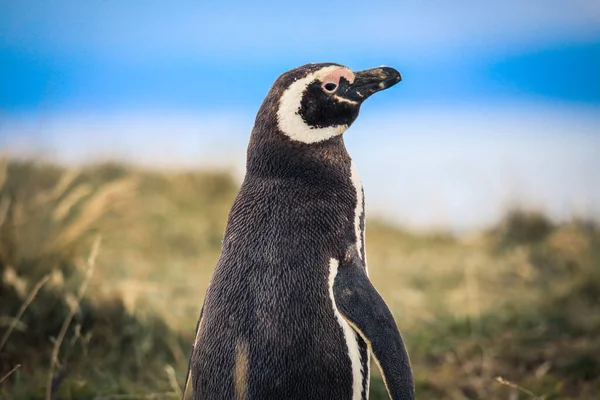 Pinguini Magellanici Nel Santuario Naturale Dell Isola Magdalena Cile — Foto Stock
