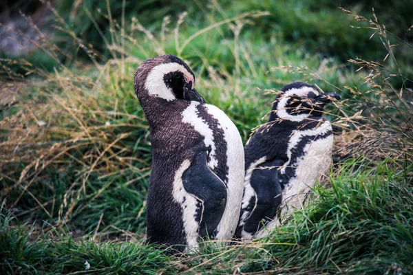 Pinguini Magellanici Nel Santuario Naturale Dell Isola Magdalena Cile — Foto Stock