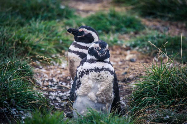 Pinguini Magellanici Nel Santuario Naturale Dell Isola Magdalena Cile — Foto Stock