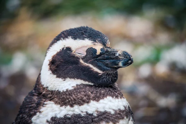 Die Magellanpinguine Naturreservat Auf Der Insel Magdalena Chile — Stockfoto