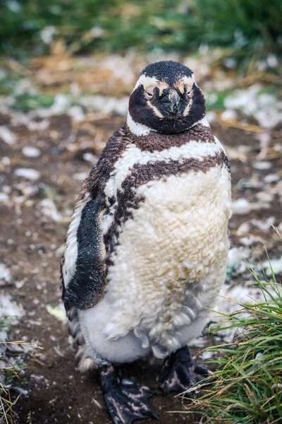 Magellán Pingvinek Természetes Szentélyben Magdalena Szigeten Chilében — Stock Fotó