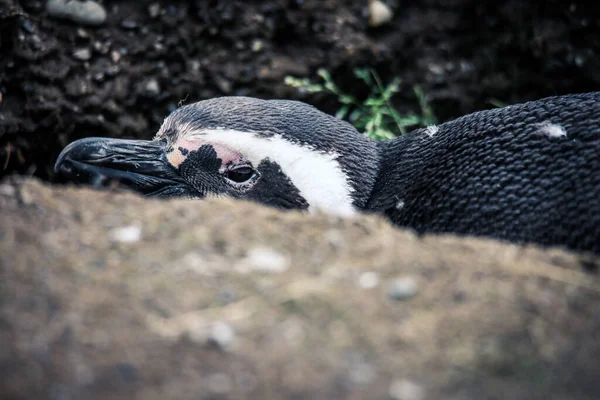 Магелланові Пінгвіни Природному Заповіднику Острові Магдалена Чилі — стокове фото