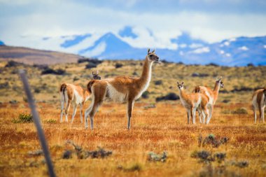 Vahşi ve Güzel Guanaco, Torres Del Paine Ulusal Parkı, Patagonya, Şili
