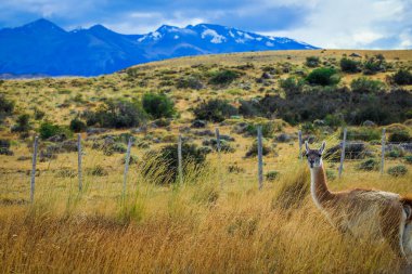 Vahşi ve Güzel Guanaco, Torres Del Paine Ulusal Parkı, Patagonya, Şili