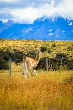 Vahşi ve Güzel Guanaco, Torres Del Paine Ulusal Parkı, Patagonya, Şili