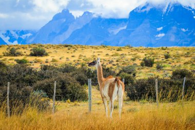 Vahşi ve Güzel Guanaco, Torres Del Paine Ulusal Parkı, Patagonya, Şili