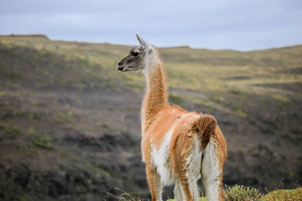 Guanaco Selvaggio Bello Nel Parco Nazionale Torres Del Paine Patagonia — Foto Stock