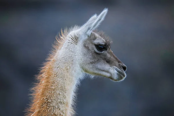 Guanaco Sauvage Magnifique Dans Parc National Torres Del Paine Patagonie — Photo