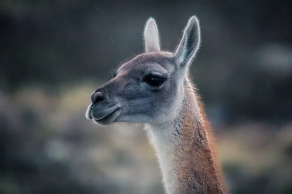 Guanaco Selvaggio Bello Nel Parco Nazionale Torres Del Paine Patagonia — Foto Stock