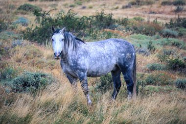 Torres Del Paine Ulusal Parkı 'nın dağlarında Gri At, Patagonya, Şili