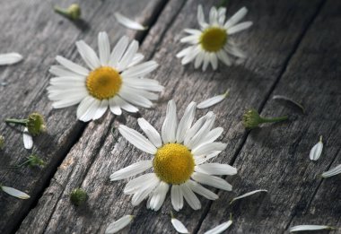 Papatya çiçeği üzerinde eski bir ahşap masa vardır. Masanın üzerine dağılmış papatya yaprakları.