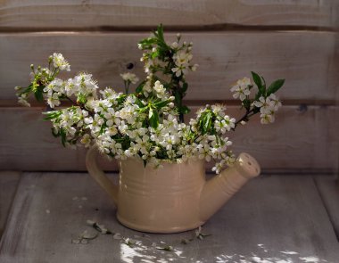 Ahşap bir masa üzerinde dekoratif bir sulama olabilir kiraz çiçekleri Dalları.