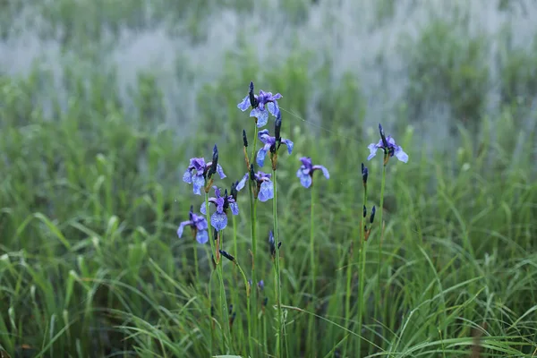 Fiori Blu Nel Prato — Foto Stock