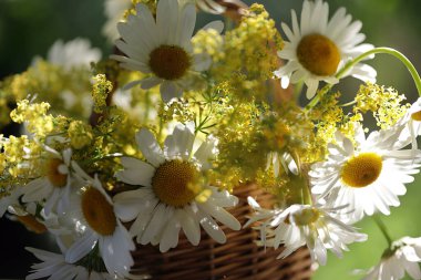 Kırsal yaşam, kırmızı çizgideki ahşap bir masada sepetin içinde papatyalarla dolu. Arka planda güzel bir bokeh var..