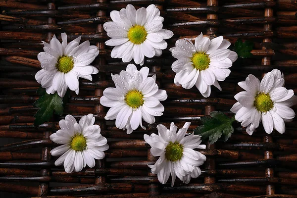 Flores Margarita Sobre Fondo Madera — Foto de Stock