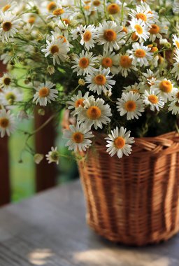  Bahçedeki ahşap bir masada plastik sepetin içinde bir buket papatya..