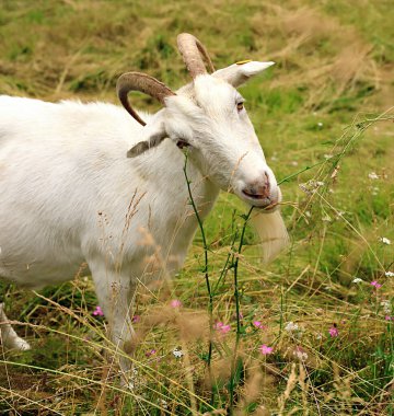 Köyde dolaşan ve taze ot çiğneyen komik beyaz keçilerin portresi..