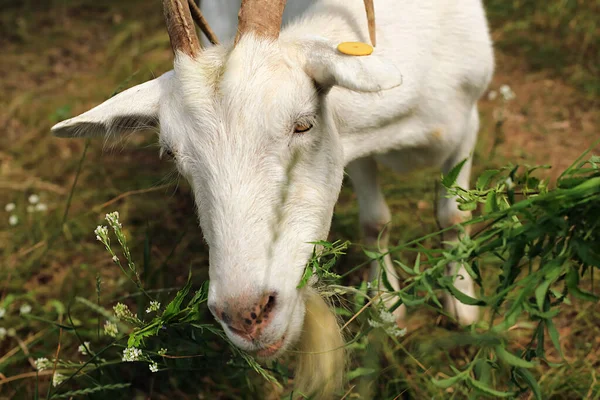Retrato Cabras Blancas Divertidas Caminando Por Pueblo Masticando Hierba Fresca —  Fotos de Stock