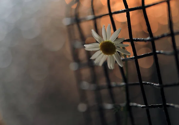 Camomile Metal Fence Contoured Light — Stock Photo, Image