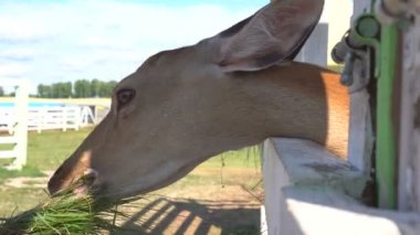 kız bir grubu veya hayvanat bahçesi bir geyik yayınları