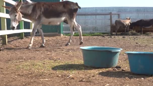 Vista de perto de burros pastando em curral com cerca de madeira na fazenda — Vídeo de Stock